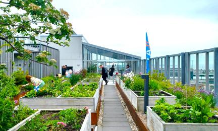 Aso-talon kattopuutarhan viljelylaatikkoja Jätkäsaaressa